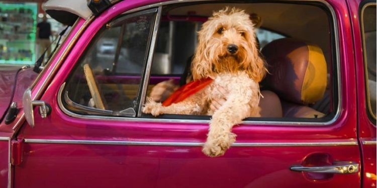 15 Finalists Of Comedy Pet Photography Awards