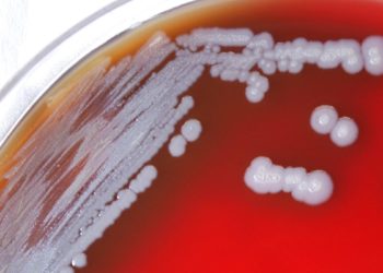 CDC Warns Of Potentially Deadly Bacteria Found In U.S. Soil And Water For First Time