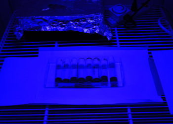 Harm from blue light exposure increases with age, research suggests