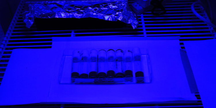 Harm from blue light exposure increases with age, research suggests