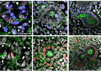 New-Wave Materials Help Create Mini Functional Kidneys