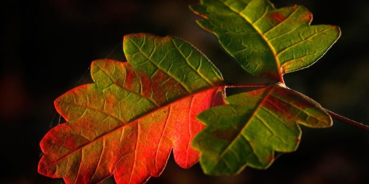 When A Science Journal Does The Right Thing