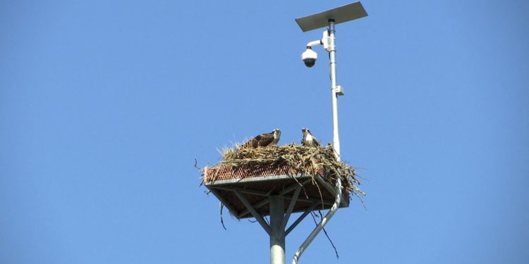 Nesting ospreys delight crowds at World Championships