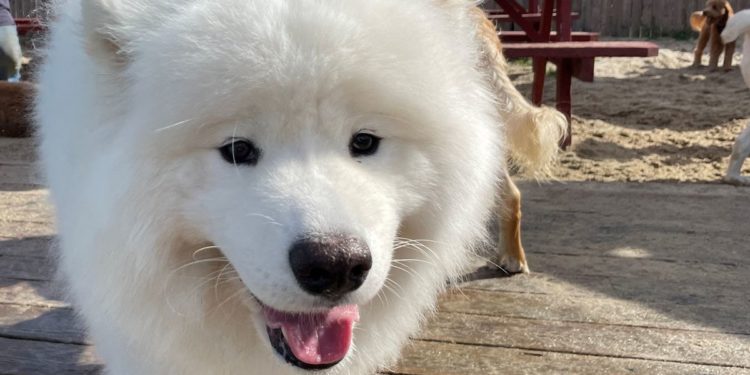 New Jersey beach town bar’s ‘Yappy Hour’ lets dogs unwind with their owners