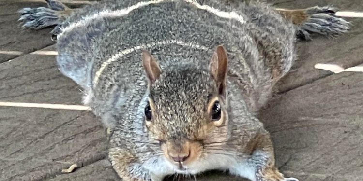 Can ‘Splooting’ Help Beat The Heat? Here’s Why Squirrels Are Heat Dumping