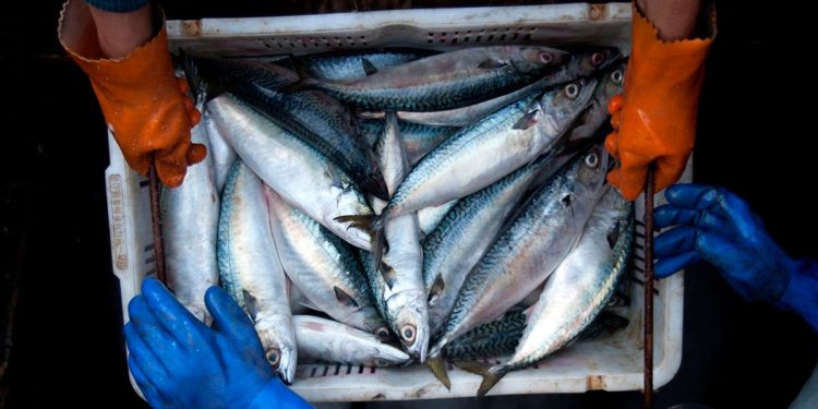 China Swabs Fish In Dubious Effort To Control Virus