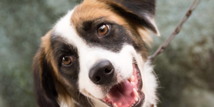 Dogs Also Cry Out Of Happiness Because Of Oxytocin Or The “Love Hormone”