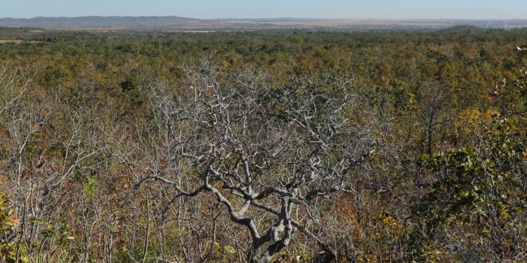 Brazil’s CBA, Reservas Votorantim issue first carbon credits from Cerrado biome