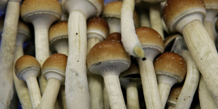 Psilocybin shows promise for treating alcohol addiction, new study finds