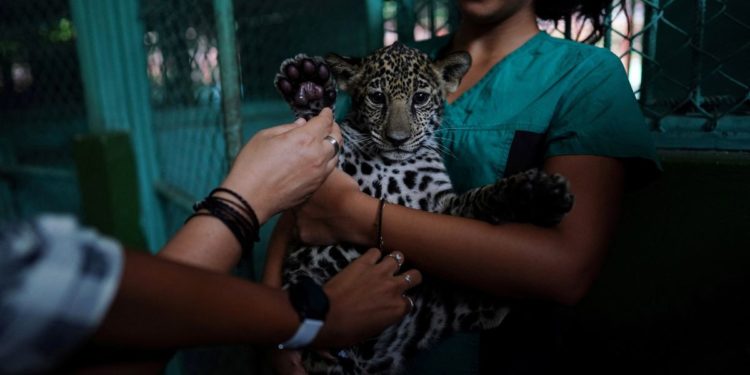 Cuban zoo helps deaf visitors experience the wild