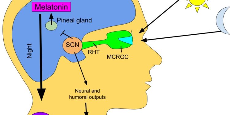 Link found between pain sensitivity and circadian rhythm