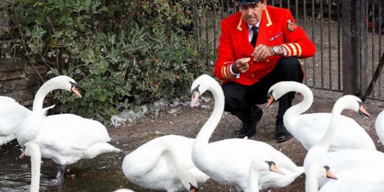 Britain’s swans get new owner with royal succession
