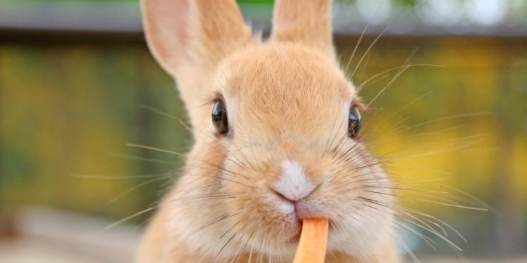 Rabbit Hemorrhagic Disease Virus Type 2 Kills 14 Animals In Connecticut