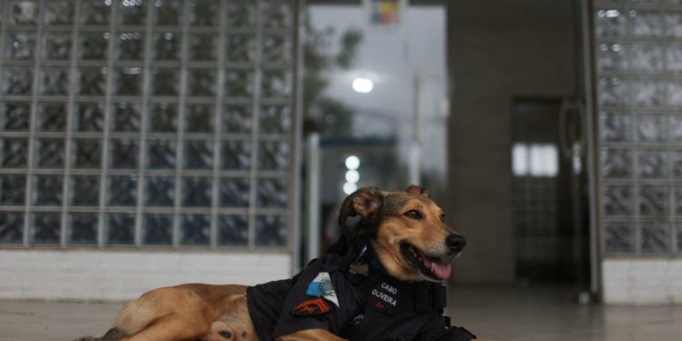 Brazil’s furriest police corporal becomes internet sensation