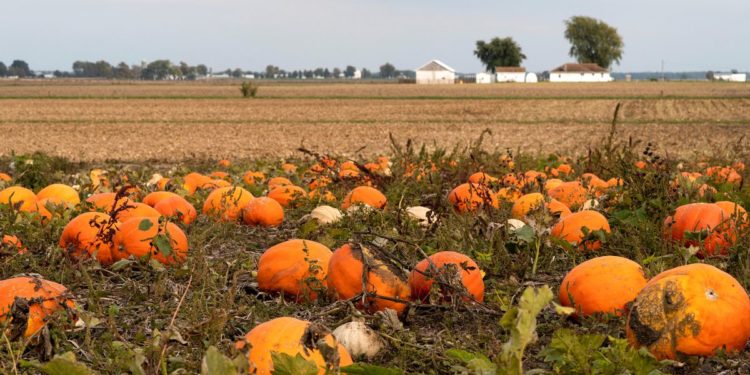 Oh my gourd! Pumpkin spice trend is a $500 mln industry in U.S.