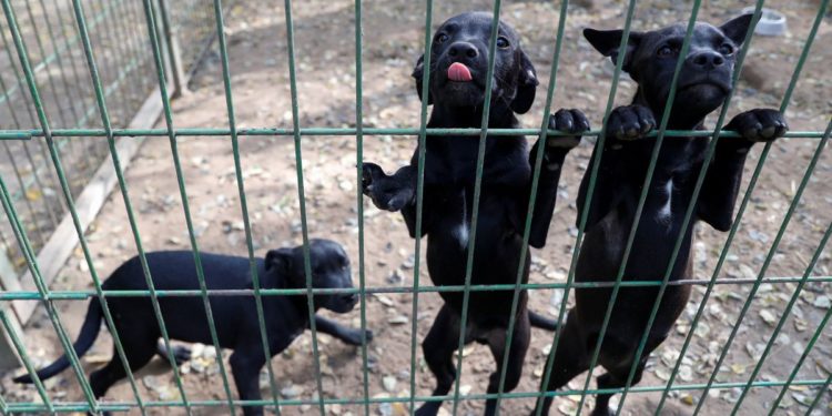 Pets returned to shelters in Hungary as owners face rising costs