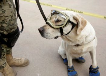 Mexico’s Frida, beloved rescue dog turned national icon, dies