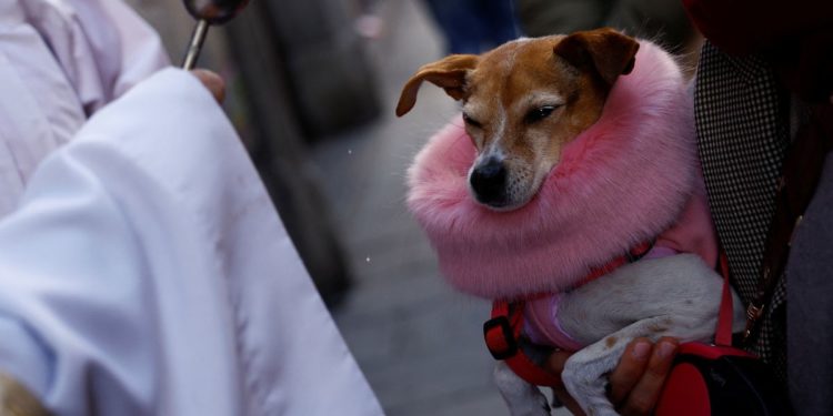 Spanish pets blessed by priests in annual ritual