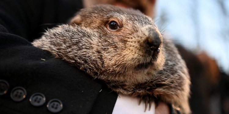 On Groundhog Day, Punxsutawney Phil predicts six more weeks of winter