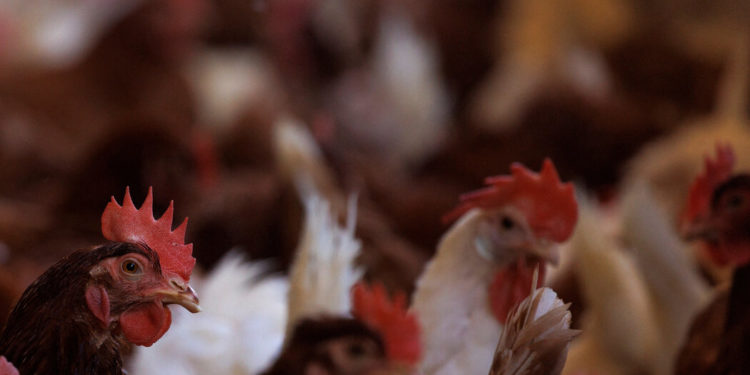 U.S. Considers Vaccinating Chickens Amid Bird Flu Outbreak
