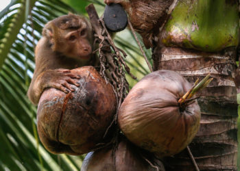 HelloFresh to Stop Buying Coconut Milk From Thailand Amid Claims of Monkey Labor