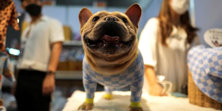 French bulldog claims title of top US purebred, dethroning Labrador retriever