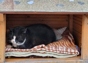 ‘Kim Kardashian of the cat world’: Gacek draws tourists to Polish city