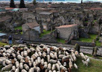 Sheep come to the rescue of Pompeii ruins