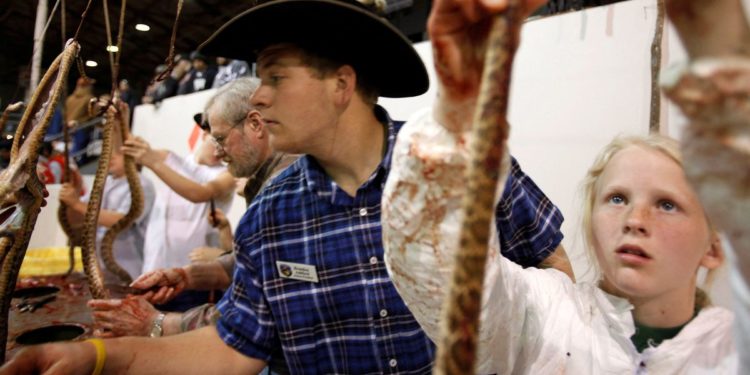 Rattlesnake Roundup: a Texas tradition runs into criticism