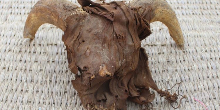 Ancient Egypt excavation uncovers 2,000 mummified ram heads at Abydos