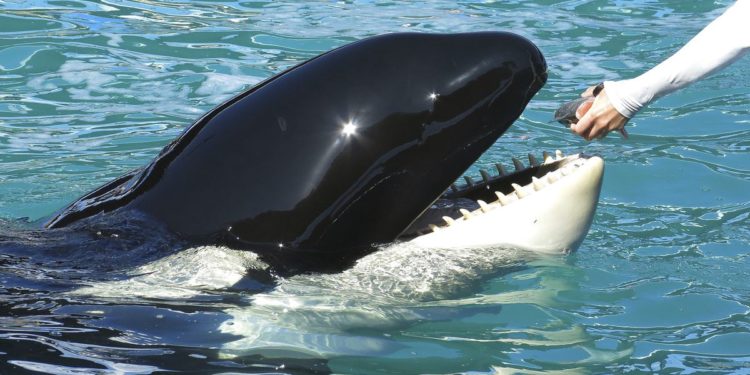 Florida aquarium to release orca after more than 50 years in captivity