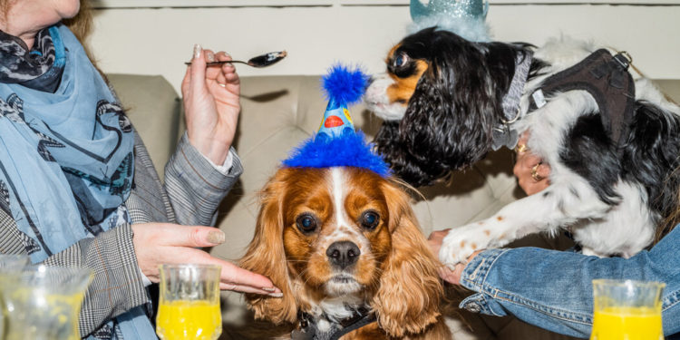 At Restaurants, Dog Menus Are the New Kid Menus