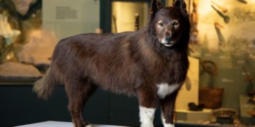 A good dog with great genes – 1920s Alaska sled-relay hero Balto