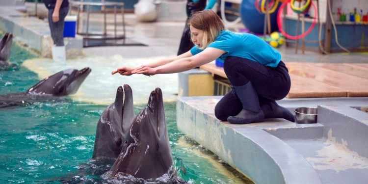Ukrainian dolphins find new home in Romanian aquarium