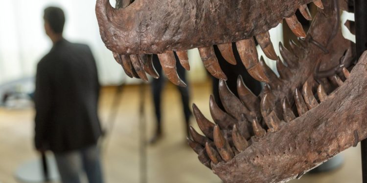 T-Rex skeleton sells for more than $6 mln at Swiss auction