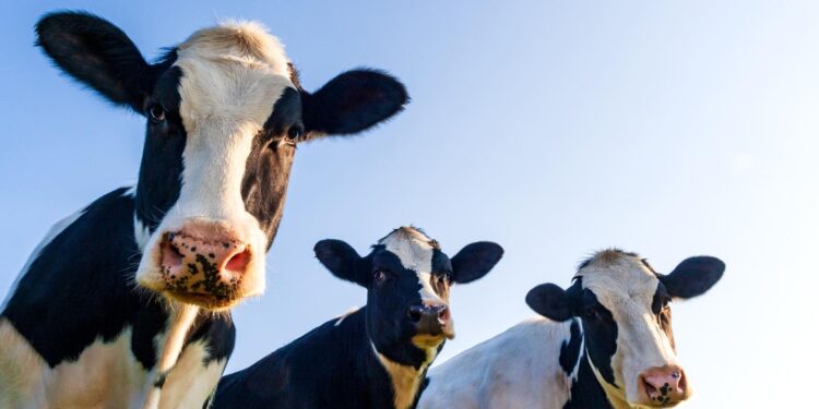 Bird Flu Virus Identified In Raw Milk Sold In California