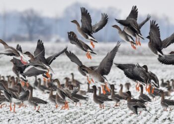 Case of bird flu infection in British Columbia is still a mystery, for now