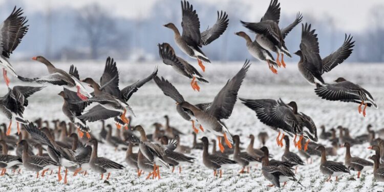 Case of bird flu infection in British Columbia is still a mystery, for now