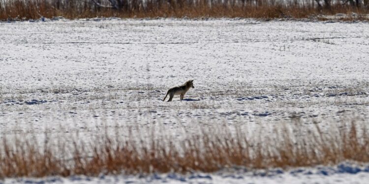 Coyote attacks 4-year-old in Colorado Springs