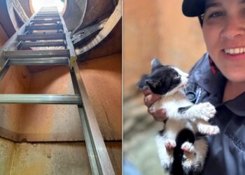 Rescuer Descends Into Pipe, Crawls 150 Feet To Save Kitten
