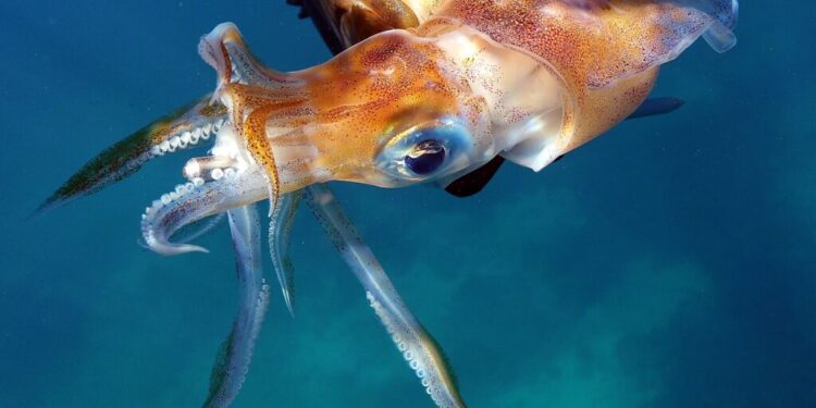STAT Morning Rounds: Squid-inspired needle replacements