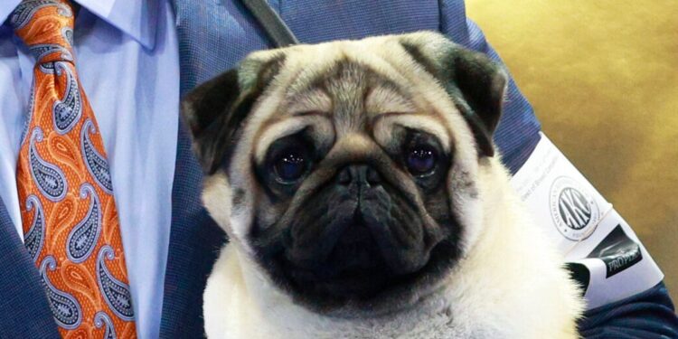 ‘Everything A Pug Should Be:’ Vito Named Top Dog At National Dog Show