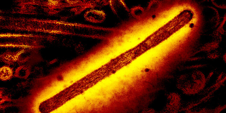 'Alarming' bird flu study finds danger just one viral mutation away