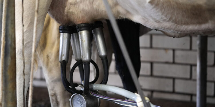 Federal milk testing program to track H5N1 flu outbreak in cows