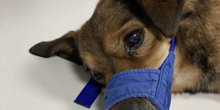 Suspected dog-napper throws Commerce City puppy out moving car window