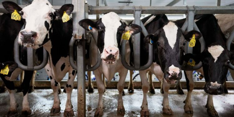 USDA Orders Nationwide Testing Of Milk For Bird Flu