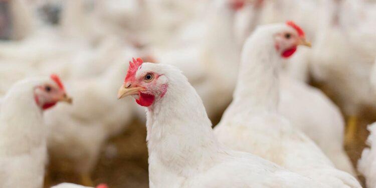 What Is Bird Flu? Governments Buy Shots As Risk To Humans Grows