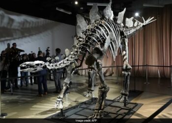 World's Most Expensive Dinosaur Fossil 'Apex' Returns To NYC Museum