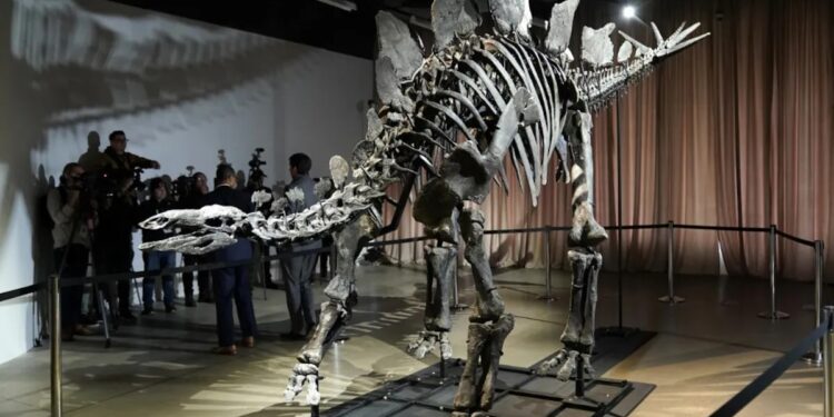 World's Most Expensive Dinosaur Fossil 'Apex' Returns To NYC Museum